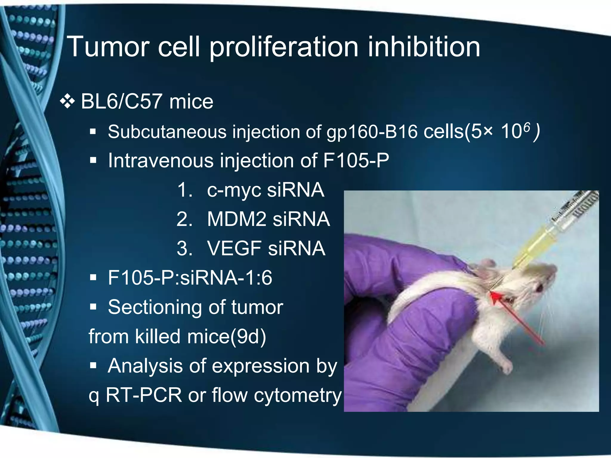 Tumor cell proliferation inhibition 
 BL6/C57 mice 
 Subcutaneous injection of gp160-B16 cells(5× 106 ) 
 Intravenous injection of F105-P 
1. c-myc siRNA 
2. MDM2 siRNA 
3. VEGF siRNA 
 F105-P:siRNA-1:6 
 Sectioning of tumor 
from killed mice(9d) 
 Analysis of expression by 
q RT-PCR or flow cytometry 
 