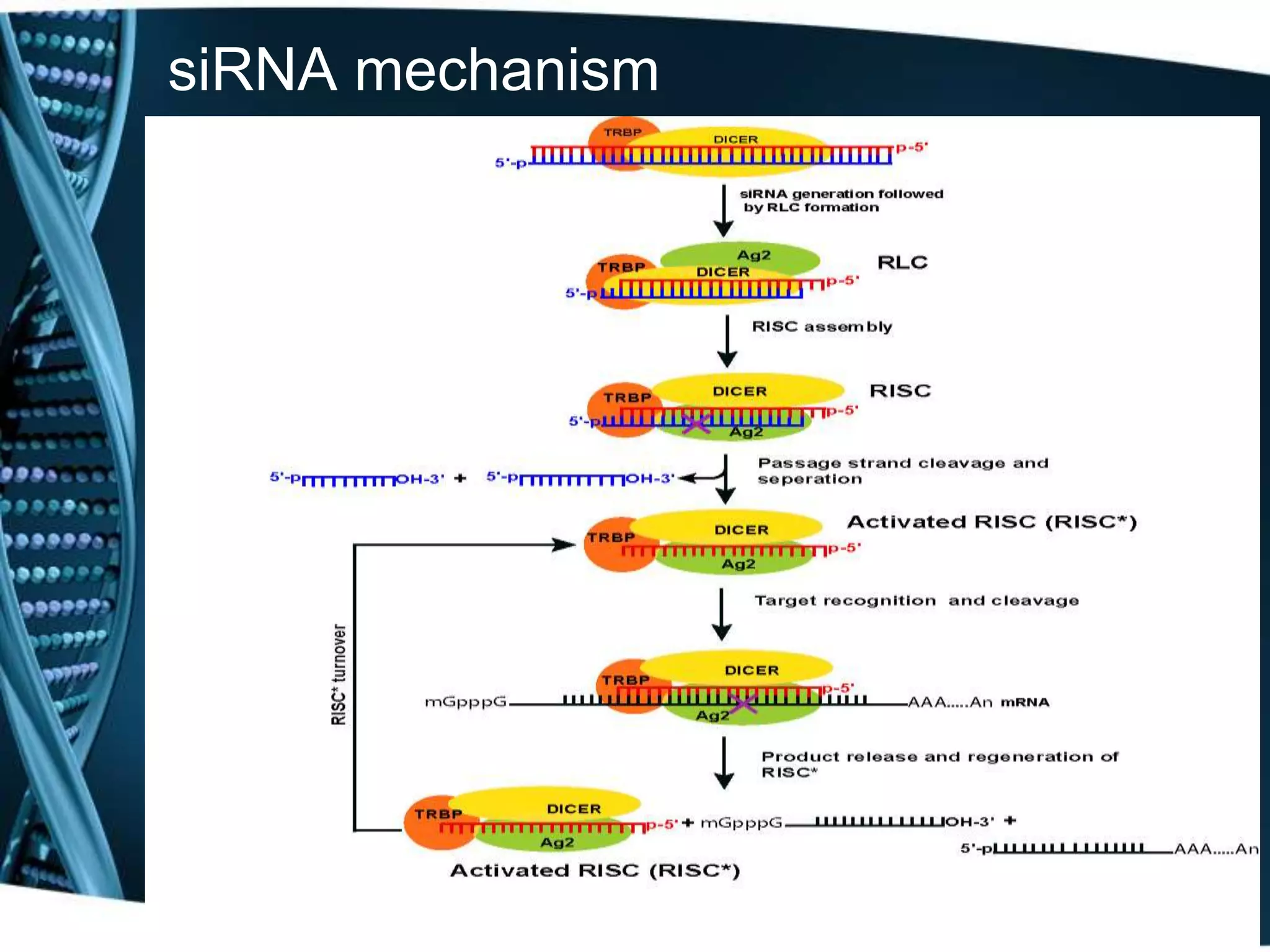 siRNA mechanism 
 