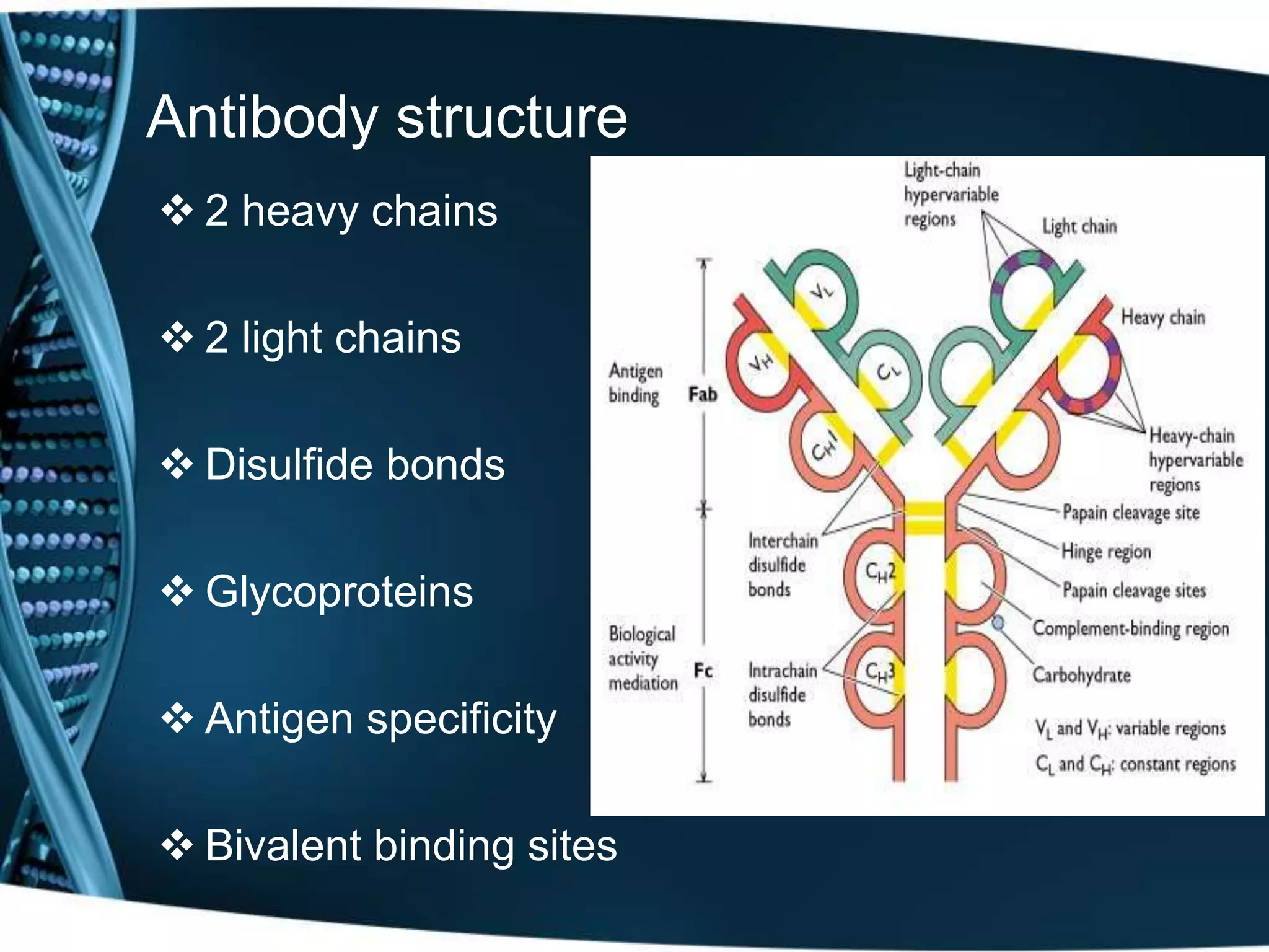Antibody structure 
 2 heavy chains 
 2 light chains 
 Disulfide bonds 
 Glycoproteins 
 Antigen specificity 
 Bivalent binding sites 
 