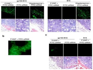 Antibody mediated in vivo delivery of siRNA via cell surface receptors ...