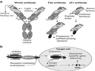 Antibody mediated in vivo delivery of siRNA via cell surface receptors ...