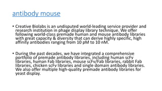 antibody mouse
• Creative Biolabs is an undisputed world-leading service provider and
research institution in phage display library technique. We offer
following world-class premade human and mouse antibody libraries
with great capacity & diversity that can derive highly specific, high
affinity antibodies ranging from 10 pM to 10 nM.
• During the past decades, we have integrated a comprehensive
portfolio of premade antibody libraries, including human scFv
libraries, human Fab libraries, mouse scFv/Fab libraries, rabbit Fab
libraries, chicken scFv libraries and single domain antibody libraries.
We also offer multiple high-quality premade antibody libraries for
yeast display.
 