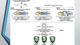 Antibody phage display technology | PPTX