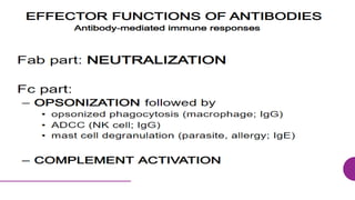 General structure of Antibody and its functions ppt