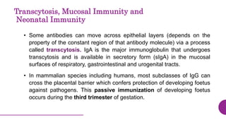 Transcytosis, Mucosal Immunity and
Neonatal Immunity
• Some antibodies can move across epithelial layers (depends on the
property of the constant region of that antibody molecule) via a process
called transcytosis. IgA is the major immunoglobulin that undergoes
transcytosis and is available in secretory form (sIgA) in the mucosal
surfaces of respiratory, gastrointestinal and urogenital tracts.
• In mammalian species including humans, most subclasses of IgG can
cross the placental barrier which confers protection of developing foetus
against pathogens. This passive immunization of developing foetus
occurs during the third trimester of gestation.
 