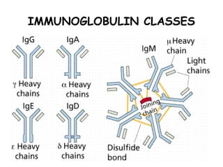 IMMUNOGLOBULIN CLASSES
 