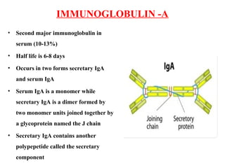IMMUNOGLOBULIN -A
• Second major immunoglobulin in
serum (10-13%)
• Half life is 6-8 days
• Occurs in two forms secretary IgA
and serum IgA
• Serum IgA is a monomer while
secretary IgA is a dimer formed by
two monomer units joined together by
a glycoprotein named the J chain
• Secretary IgA contains another
polypepetide called the secretary
component
 