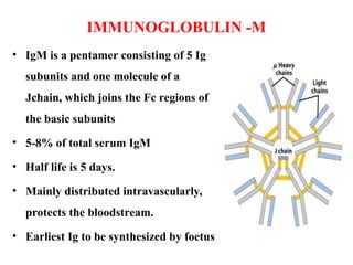 IMMUNOGLOBULIN -M
• IgM is a pentamer consisting of 5 Ig
subunits and one molecule of a
Jchain, which joins the Fc regions of
the basic subunits
• 5-8% of total serum IgM
• Half life is 5 days.
• Mainly distributed intravascularly,
protects the bloodstream.
• Earliest Ig to be synthesized by foetus
 