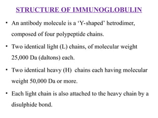 STRUCTURE OF IMMUNOGLOBULIN
• An antibody molecule is a ‘Y-shaped’ hetrodimer,
composed of four polypeptide chains.
• Two identical light (L) chains, of molecular weight
25,000 Da (daltons) each.
• Two identical heavy (H) chains each having molecular
weight 50,000 Da or more.
• Each light chain is also attached to the heavy chain by a
disulphide bond.
 