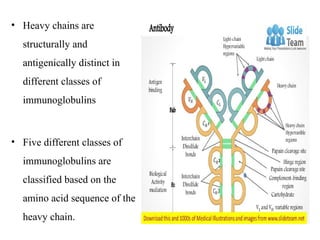 • Heavy chains are
structurally and
antigenically distinct in
different classes of
immunoglobulins
• Five different classes of
immunoglobulins are
classified based on the
amino acid sequence of the
heavy chain.
 