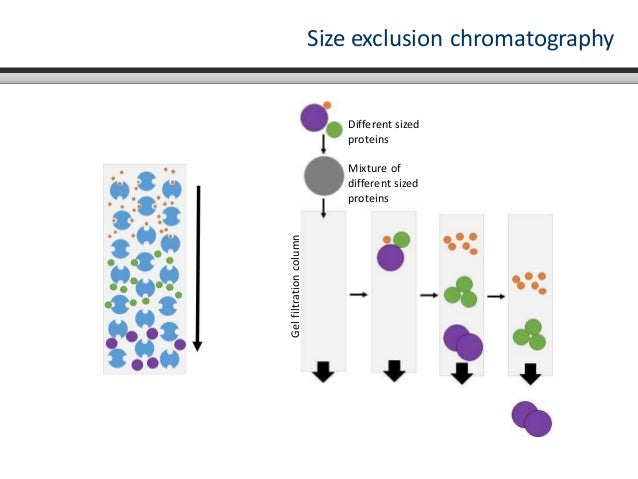 Antibody purification