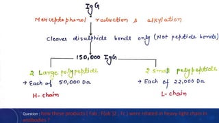Question : how these products ( Fab ; F(ab`)2 ; Fc ) were related in heavy-light chain in
antibodies ?
 