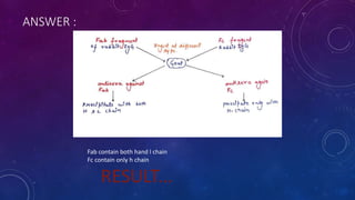 ANSWER :
Fab contain both hand l chain
Fc contain only h chain
RESULT...
 