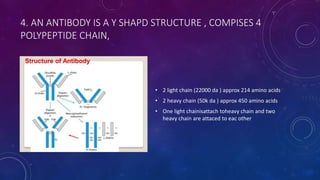4. AN ANTIBODY IS A Y SHAPD STRUCTURE , COMPISES 4
POLYPEPTIDE CHAIN,
• 2 light chain (22000 da ) approx 214 amino acids
• 2 heavy chain (50k da ) approx 450 amino acids
• One light chainisattach toheavy chain and two
heavy chain are attaced to eac other
 