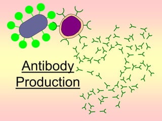 Antibody
Production
 