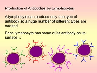 Production of Antibodies by Lymphocytes
A lymphocyte can produce only one type of
antibody so a huge number of different types are
needed
Each lymphocyte has some of its antibody on its
surface…
 