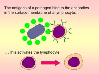The antigens of a pathogen bind to the antibodies
in the surface membrane of a lymphocyte…
…This activates the lymphocyte.
 
