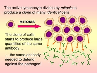 The active lymphocyte divides by mitosis to
produce a clone of many identical cells
MITOSIS
The clone of cells
starts to produce large
quantities of the same
antibody…
… the same antibody
needed to defend
against the pathogen!
 