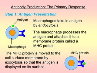 Antibody Production: The Primary Response
Macrophages take in antigen
by endocytosis
Antigen
Macrophage
The macrophage processes the
antigen and attaches it to a
membrane protein called a
MHC protein
The MHC protein is moved to the
cell surface membrane by
exocytosis so that the antigen is
displayed on its surface.
MHC protein
Step 1: Antigen Presentation
 
