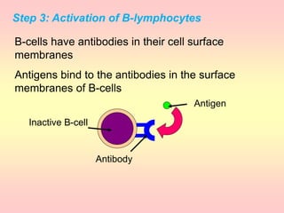 Step 3: Activation of B-lymphocytes
B-cells have antibodies in their cell surface
membranes
Inactive B-cell
Antibody
Antigens bind to the antibodies in the surface
membranes of B-cells
Antigen
 