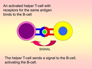 An activated helper T-cell with
receptors for the same antigen
binds to the B-cell
SIGNAL
The helper T-cell sends a signal to the B-cell,
activating the B-cell.
 