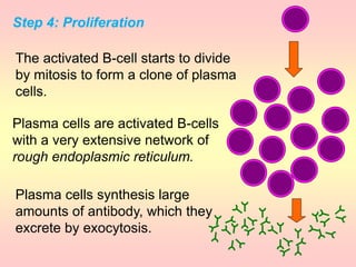 Step 4: Proliferation
Plasma cells are activated B-cells
with a very extensive network of
rough endoplasmic reticulum.
Plasma cells synthesis large
amounts of antibody, which they
excrete by exocytosis.
The activated B-cell starts to divide
by mitosis to form a clone of plasma
cells.
 