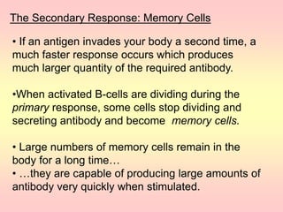 The Secondary Response: Memory Cells
• If an antigen invades your body a second time, a
much faster response occurs which produces
much larger quantity of the required antibody.
•When activated B-cells are dividing during the
primary response, some cells stop dividing and
secreting antibody and become memory cells.
• Large numbers of memory cells remain in the
body for a long time…
• …they are capable of producing large amounts of
antibody very quickly when stimulated.
 