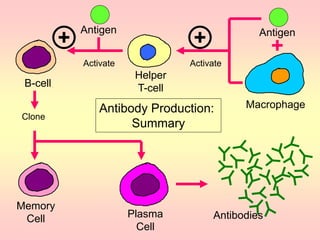 B-cell
Macrophage
Antigen
Activate
Antigen
Helper
T-cell
Activate
Clone
Memory
Cell Plasma
Cell
Antibodies
Antibody Production:
Summary
 
