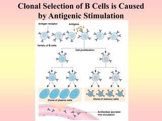 Clonal Selection of B Cells is Caused
by Antigenic Stimulation
 