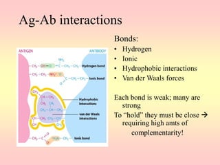 Ag-Ab interactions
Bonds:
• Hydrogen
• Ionic
• Hydrophobic interactions
• Van der Waals forces
Each bond is weak; many are
strong
To “hold” they must be close 
requiring high amts of
complementarity!
 