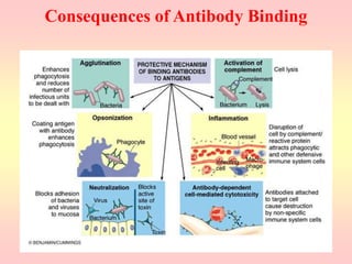Consequences of Antibody Binding
 