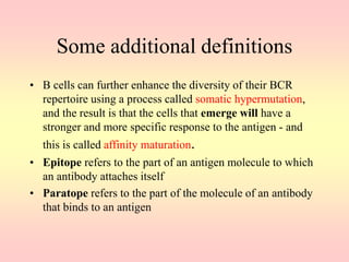 Some additional definitions
• B cells can further enhance the diversity of their BCR
repertoire using a process called somatic hypermutation,
and the result is that the cells that emerge will have a
stronger and more specific response to the antigen - and
this is called affinity maturation.
• Epitope refers to the part of an antigen molecule to which
an antibody attaches itself
• Paratope refers to the part of the molecule of an antibody
that binds to an antigen
 