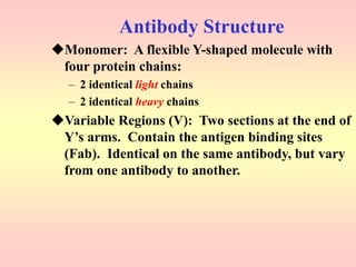 Antibody Structure
Monomer: A flexible Y-shaped molecule with
four protein chains:
– 2 identical light chains
– 2 identical heavy chains
Variable Regions (V): Two sections at the end of
Y’s arms. Contain the antigen binding sites
(Fab). Identical on the same antibody, but vary
from one antibody to another.
 