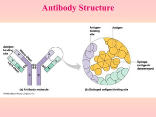 Antibody Structure
 