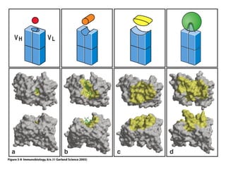 Antibody structure and the generation of b cell | PPT