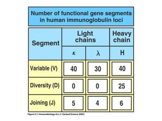 Antibody structure and the generation of b cell | PPT