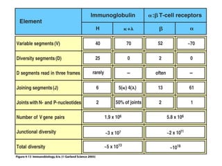 Antibody structure and the generation of b cell | PPT