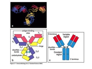 Antibody structure and the generation of b cell | PPT