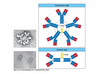 Antibody structure and the generation of b cell | PPT