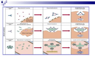 Antibody structure and the generation of b cell | PPT
