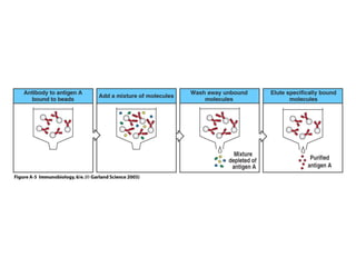 Antibody structure and the generation of b cell | PPT