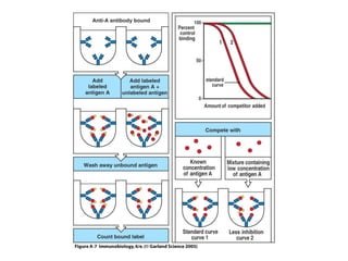 Antibody structure and the generation of b cell | PPT
