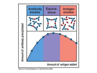 Antibody structure and the generation of b cell | PPT
