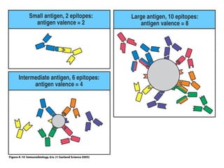 Antibody structure and the generation of b cell | PPT