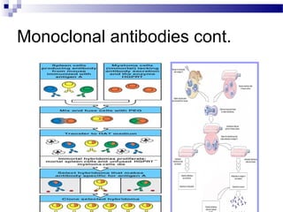 Antibody structure and the generation of b cell | PPT