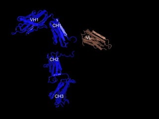 CH3 CH2 CH1 VH1 VL 