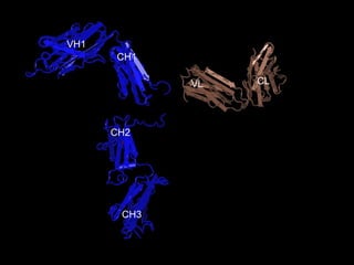 CH3 CH2 CH1 VH1 CL VL 