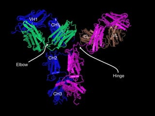 Hinge CH3 CH2 CH1 VH1 VL CL Elbow 