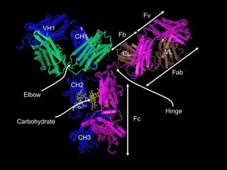 Hinge Fv Fb Fab CH3 CH2 CH1 VH1 VL CL Fc Elbow Carbohydrate 