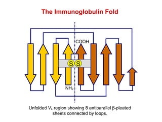 Unfolded V L  region showing 8 antiparallel  -pleated sheets connected by loops. The Immunoglobulin Fold NH 2 COOH S S 